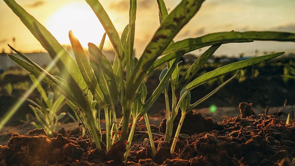 La agricultura ecológica y regenerativa acelera su revolución con el Foro Regenera Iberia 2026 para transformar la producción de alimentos