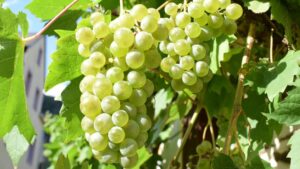 La bodega ecológica que conquista el futuro del vino recibe el Premio San Isidro a la Excelencia Agroalimentaria