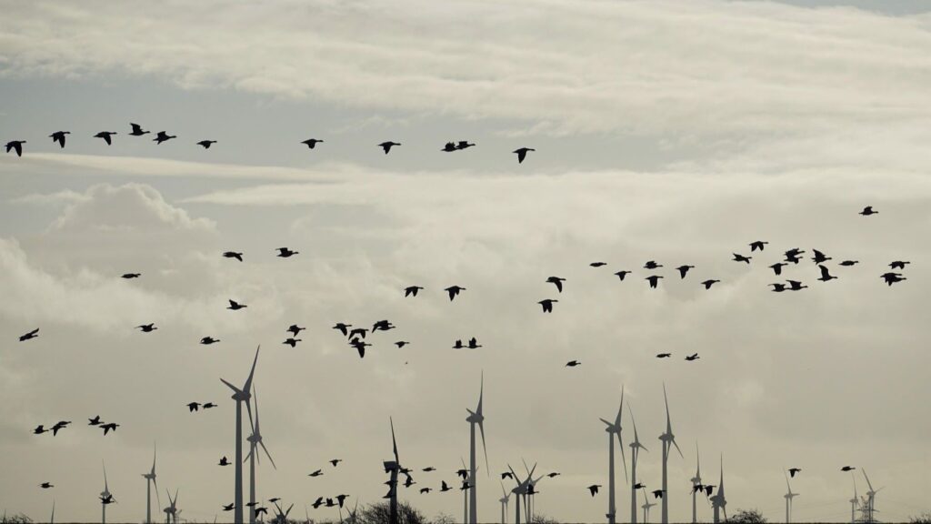La eólica protege aves y ecosistemas y desmonta el mito de su incompatibilidad en el Día Mundial del Medio Ambiente