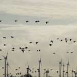 La eólica protege aves y ecosistemas y desmonta el mito de su incompatibilidad en el Día Mundial del Medio Ambiente