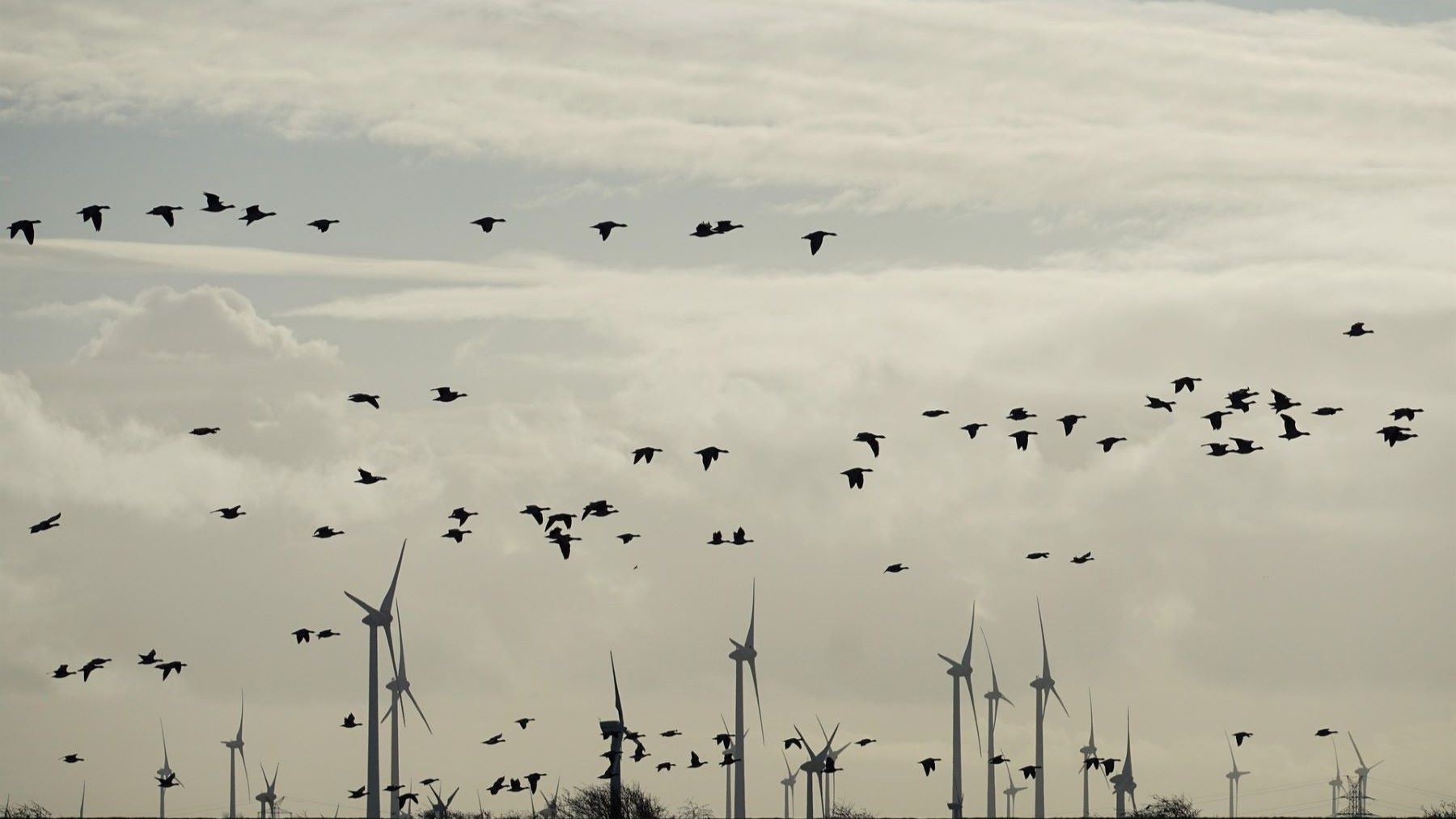 La eólica protege aves y ecosistemas y desmonta el mito de su incompatibilidad en el Día Mundial del Medio Ambiente