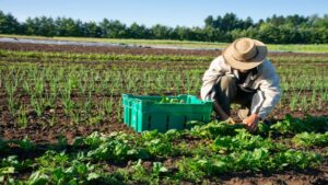 La ley que enfrenta al campo ecológico catalán abre un conflicto sobre certificaciones agrarias
