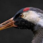 Las grullas impulsan el turismo de naturaleza en Los Pedroches y convierten la comarca en un referente del ecoturismo