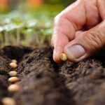 Las semillas ecológicas que pueden cambiar la agricultura europea reclaman más apoyo de la UE