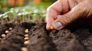 Las semillas ecológicas que pueden cambiar la agricultura europea reclaman más apoyo de la UE
