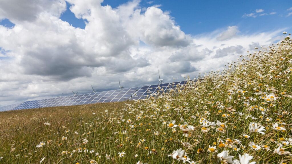 Llevaron un rebaño de 40 ovejas a pastar junto a una planta solar en EEUU y en cuestión de meses pasó algo que los científicos jamás esperaron ver: la zona se había convertido en un santuario para la biodiversidad