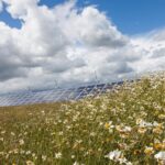 Llevaron un rebaño de 40 ovejas a pastar junto a una planta solar en EEUU y en cuestión de meses pasó algo que los científicos jamás esperaron ver: la zona se había convertido en un santuario para la biodiversidad