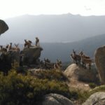 Lo que en 1989 empezó como un plan para recuperar una especie desaparecida en el siglo XIX hoy es el mayor problema de Madrid: han pasado de 67 a 6100 ejemplares y es la mayor amenaza para la flora protegida