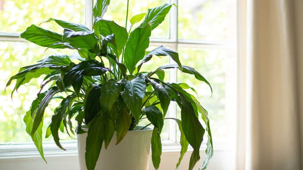 Ni en el salón ni en la cocina: el lugar exacto de tu casa donde debes colocar los lirios para que crezcan sanos y fuertes