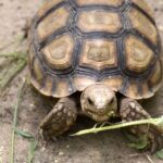 Plantaron árboles para reforestar el Sáhara pero el experimento falló, luego se les ocurrió soltar 500 tortugas y el resultado ha dejado a todos sin palabras