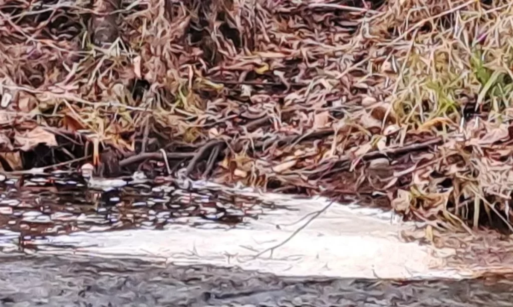 Red Ambiental Ciudadana de Osorno ingresa denuncias por contaminación en el río Damas