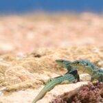 Reino Unido pide a sus ciudadanos que extremen las precauciones en sus vacaciones a España: la serpiente invasora que llegó a Ibiza escondida en olivos centenarios ya ocupa el 90% de la isla y hay ejemplares de hasta 1,8 metros en las playas