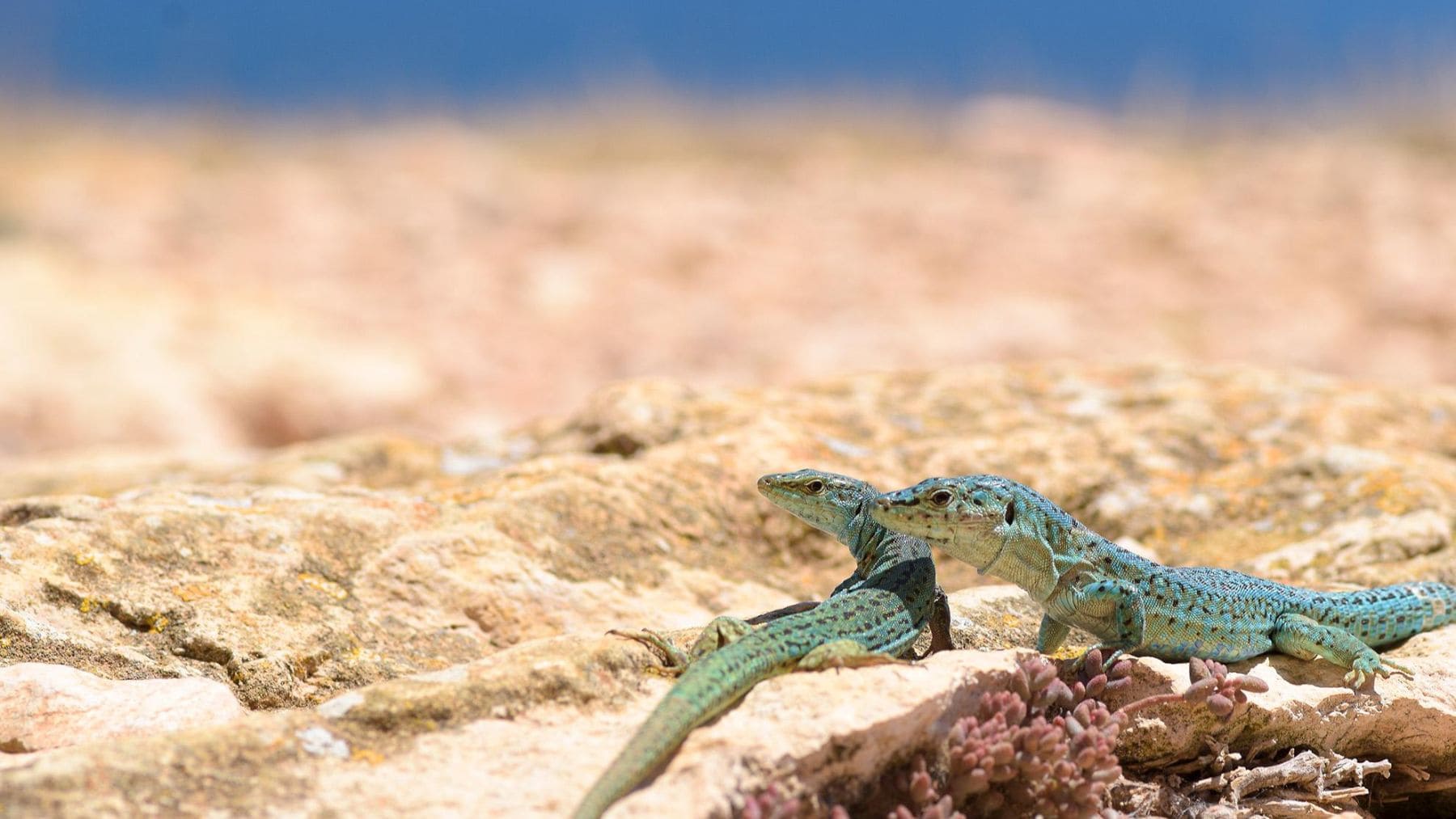 Reino Unido pide a sus ciudadanos que extremen las precauciones en sus vacaciones a España: la serpiente invasora que llegó a Ibiza escondida en olivos centenarios ya ocupa el 90% de la isla y hay ejemplares de hasta 1,8 metros en las playas