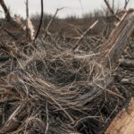 Suena cruel pero las aves ucranianas están aprovechando los desperdicios de la guerra para fabricar nidos con cables de fibra ópticas de drones
