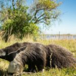 Tras 130 años sin verse ni uno solo, el oso hormiguero gigante regresa al sur de Brasil y los científicos confirman que su expansión por América Latina es ya imparable
