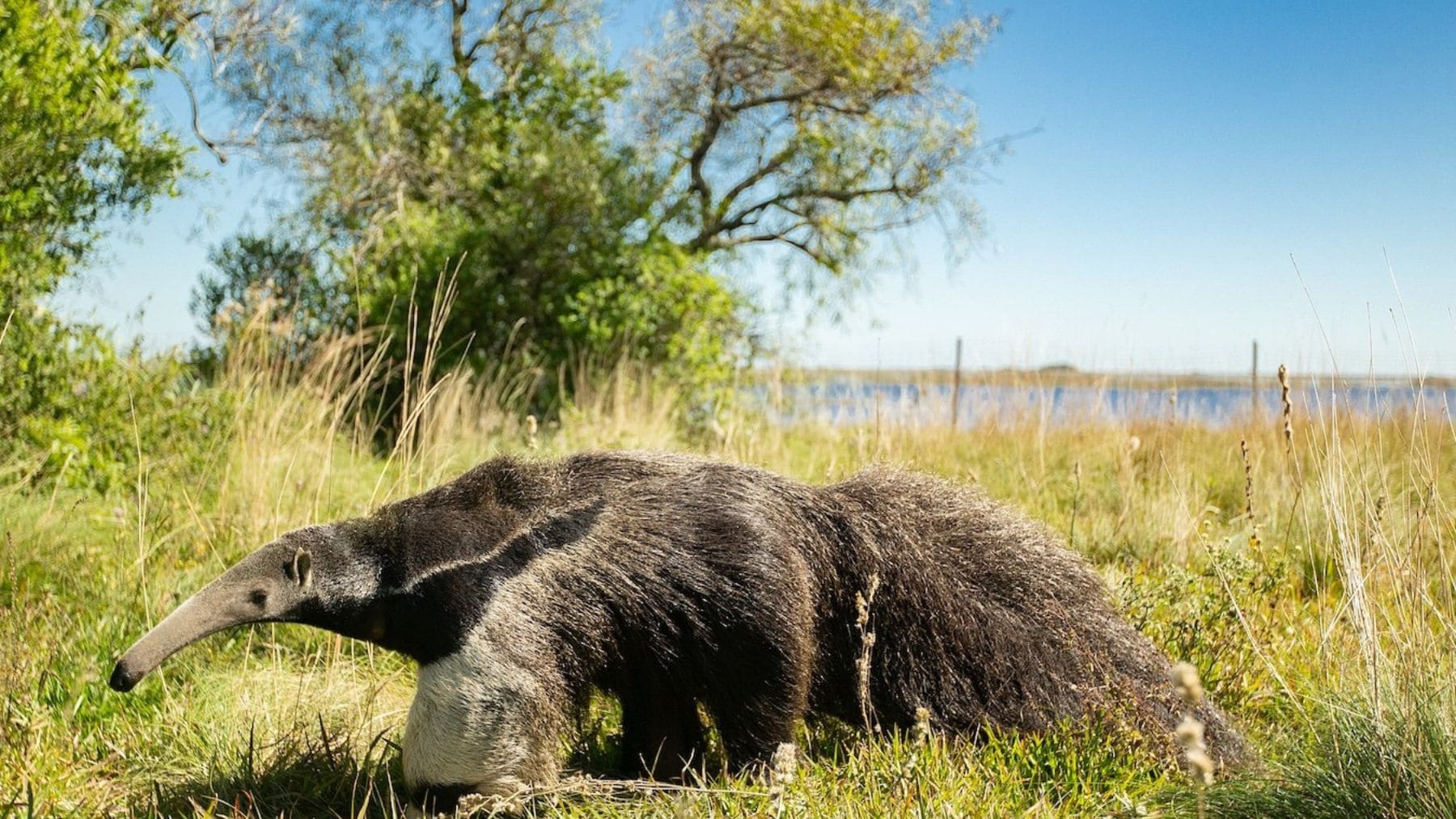 Tras 130 años sin verse ni uno solo, el oso hormiguero gigante regresa al sur de Brasil y los científicos confirman que su expansión por América Latina es ya imparable