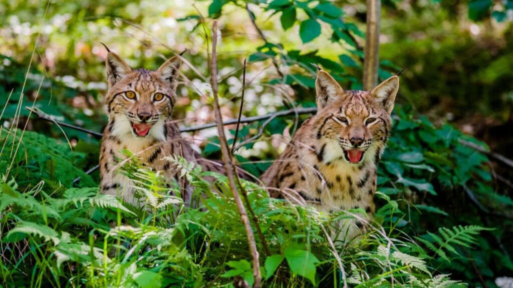 Tras la desaparición del lobo, los biólogos celebran la vuelta del lince a la provincia de Lieja: esperan 75 ejemplares en las próximas décadas