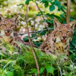 Tras la desaparición del lobo, los biólogos celebran la vuelta del lince a la provincia de Lieja: esperan 75 ejemplares en las próximas décadas