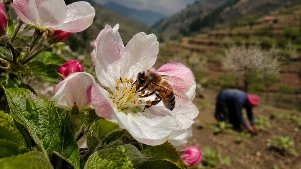 Un estudio alerta de que la alimentación mundial está en serio peligro y la solución pasa por salvar a las abejas