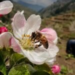 Un estudio alerta de que la alimentación mundial está en serio peligro y la solución pasa por salvar a las abejas
