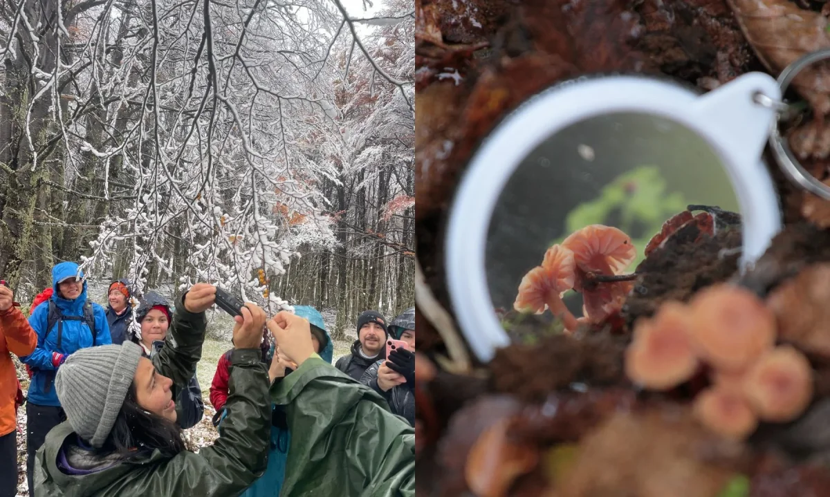 Vecinos del Parque Nacional Cerro Castillo exploran los secretos del reino fungi
