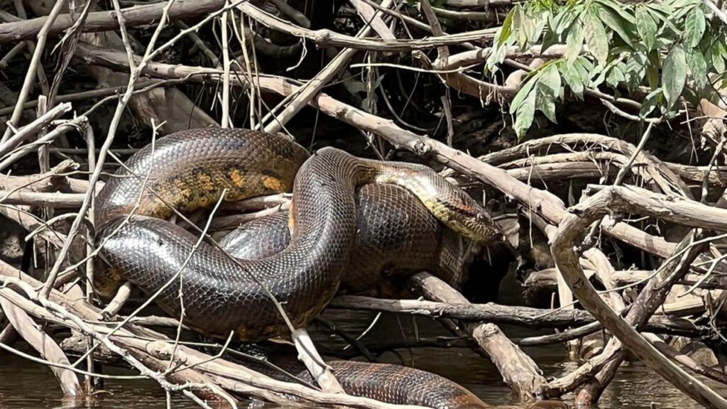 Will Smith tiene la ‘culpa’: descubren una nueva especie de anaconda desconocida para la ciencia de 6,3 metros de largo y 500 kilos de peso mientras grababan un documental en el Amazonas