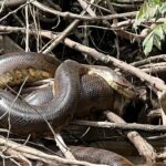 Will Smith tiene la ‘culpa’: descubren una nueva especie de anaconda desconocida para la ciencia de 6,3 metros de largo y 500 kilos de peso mientras grababan un documental en el Amazonas