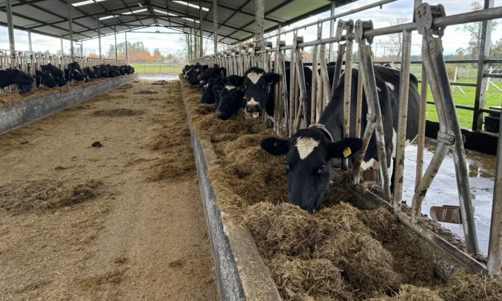 Alltech presentó su informe Agri-Food Outlook 2026: la encuesta mundial sobre la producción de alimento balanceado