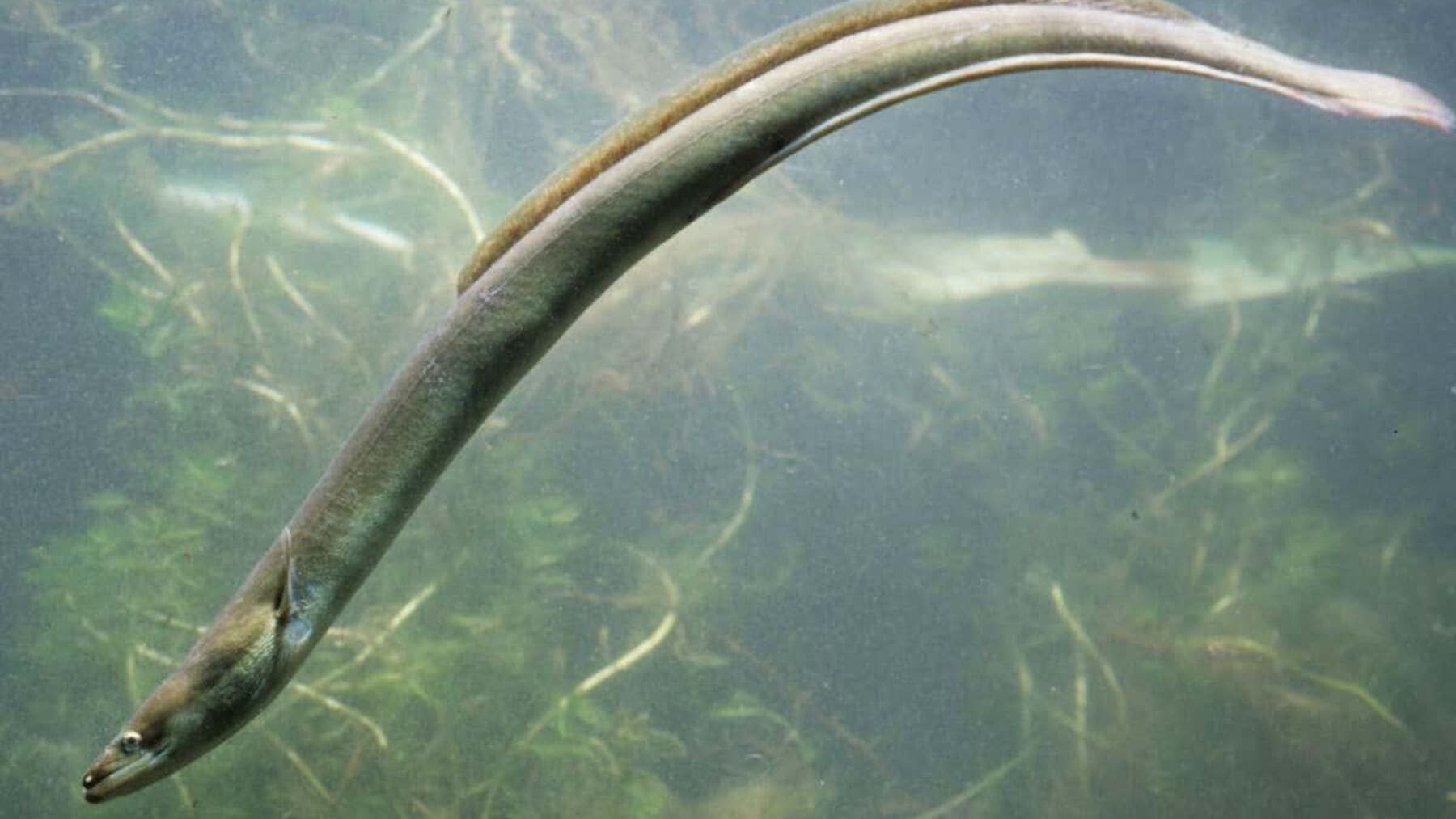 Aunque no está en peligro de extinción, los ecologistas avisan de su elevada amenaza cuando los ríos se secan en verano y piden actuar antes de que sea demasiado tarde