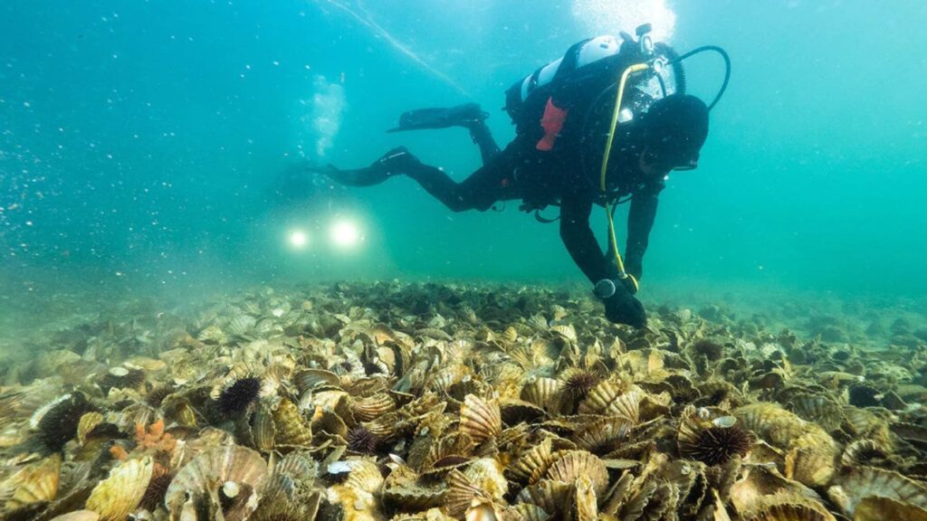 Australia ha volcado el equivalente a 150.000 carretillas de conchas al fondo del mar desde 2014 y ha logrado que vuelvan a aparecer 250 especies de peces donde antes no había casi nada