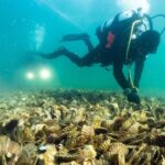 Australia ha volcado el equivalente a 150.000 carretillas de conchas al fondo del mar desde 2014 y ha logrado que vuelvan a aparecer 250 especies de peces donde antes no había casi nada