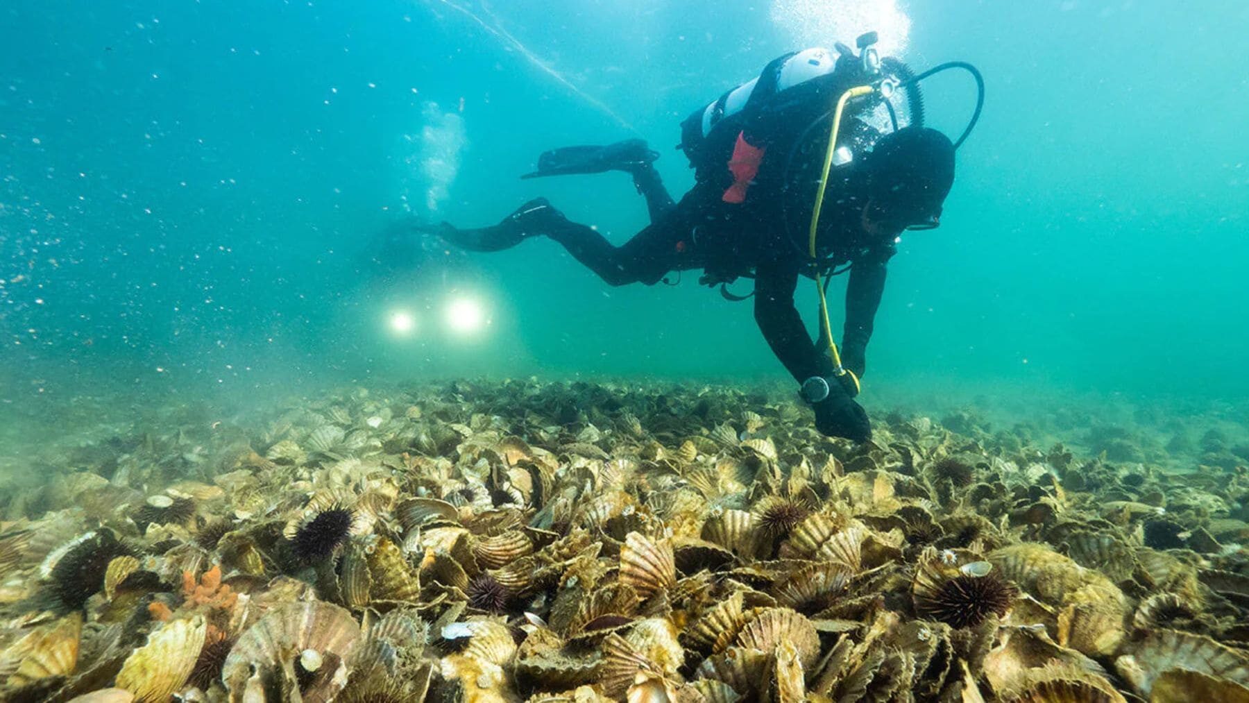 Australia ha volcado el equivalente a 150.000 carretillas de conchas al fondo del mar desde 2014 y ha logrado que vuelvan a aparecer 250 especies de peces donde antes no había casi nada