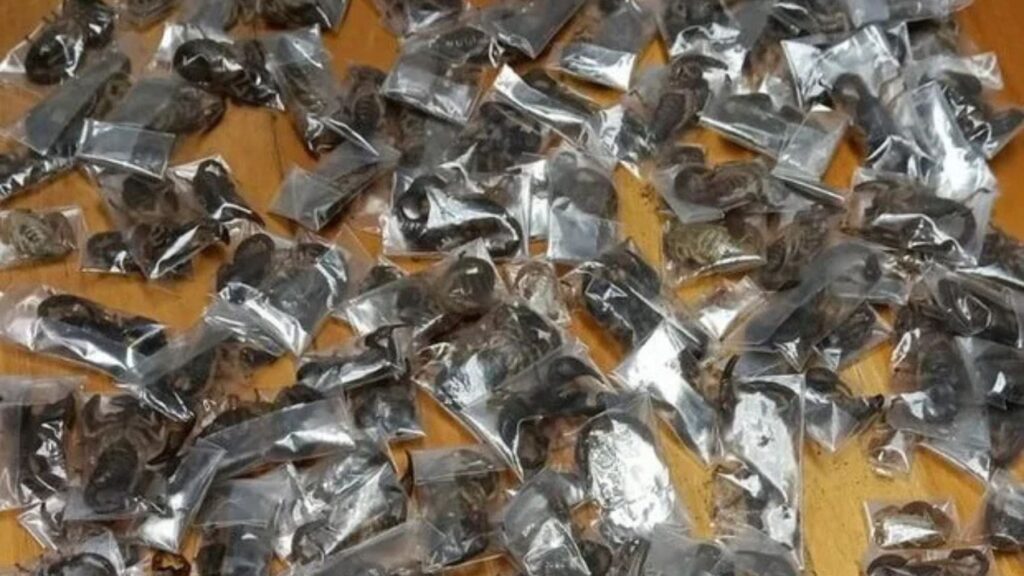 Cazan en el aeropuerto de Ciudad del Cabo a un hombre con 150 escorpiones venenosos vivos escondidos en la maleta