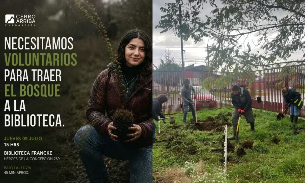 Construirán primer bosque de bolsillo Miyawaki en la biblioteca pública de Osorno