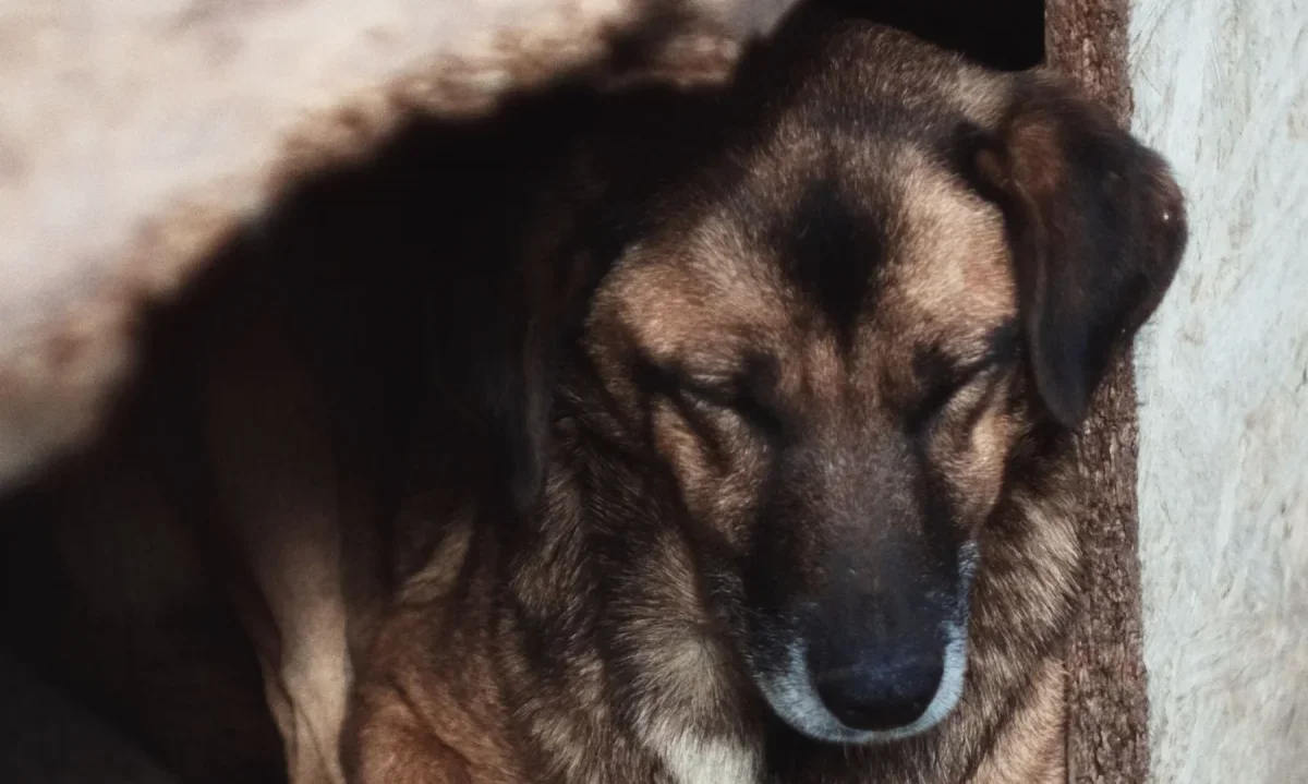 Controversia en Purranque por retiro de casitas para animales comunitarios