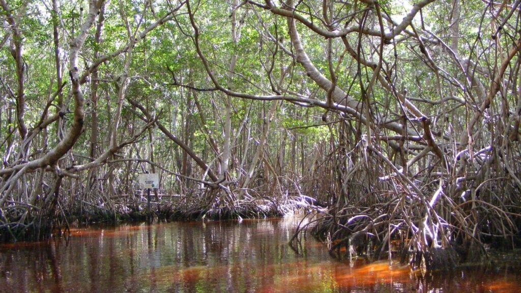 Día Internacional de la Defensa del Ecosistema Manglar 2026 – ECOticias.com