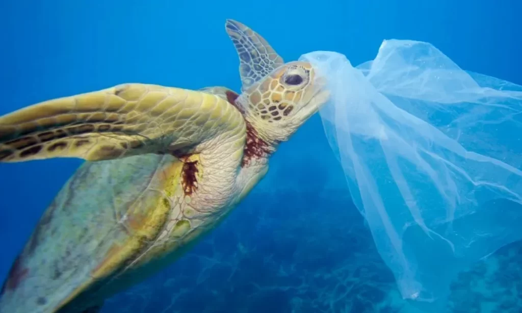 Día Sin Bolsas Plásticas: llaman a seguir avanzando en reducir la contaminación por plásticos