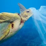 Día Sin Bolsas Plásticas: llaman a seguir avanzando en reducir la contaminación por plásticos