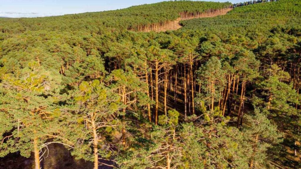 Durante siglos los vecinos utilizaron una tradición medieval para cuidar el bosque; hoy es el mayor pinar de España con más de 100.000 hectáreas y lleva décadas sin arder