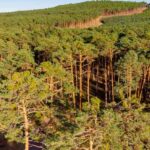 Durante siglos los vecinos utilizaron una tradición medieval para cuidar el bosque; hoy es el mayor pinar de España con más de 100.000 hectáreas y lleva décadas sin arder