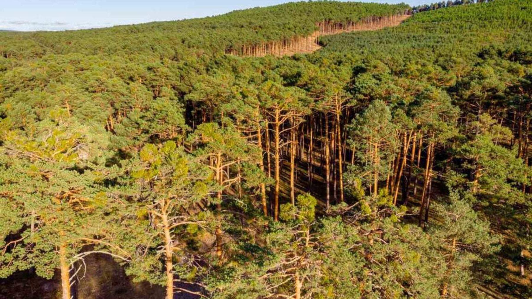Durante siglos los vecinos utilizaron una tradición medieval para cuidar el bosque; hoy es el mayor pinar de España con más de 100.000 hectáreas y lleva décadas sin arder