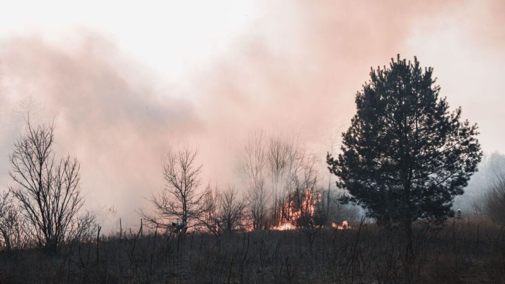 Ecologistas en Acción exige más prevención frente a los grandes incendios forestales – ECOticias.com