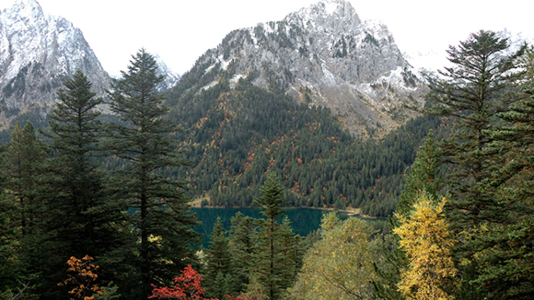 Ecologistas en Acción rechaza el Plan General de Política Forestal 2036 de Cataluña y pide un nuevo modelo de gestión – ECOticias.com