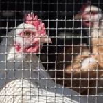 Estudio pionero en Chile detectó síntomas de depresión en aves en entornos restrictivos