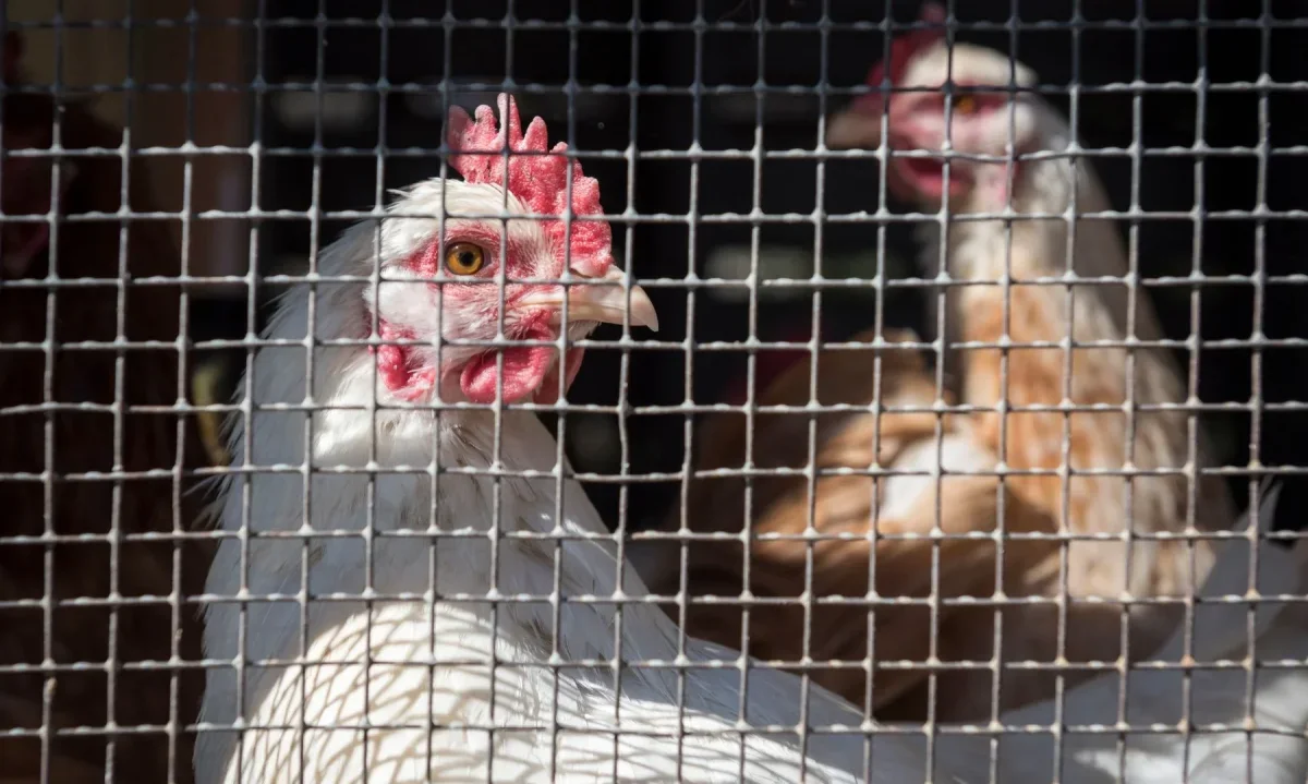 Estudio pionero en Chile detectó síntomas de depresión en aves en entornos restrictivos