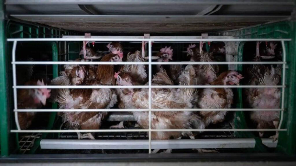 Europa prepara el fin de las jaulas para millones de gallinas y cerdas con una nueva ley – ECOticias.com