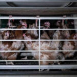 Europa prepara el fin de las jaulas para millones de gallinas y cerdas con una nueva ley