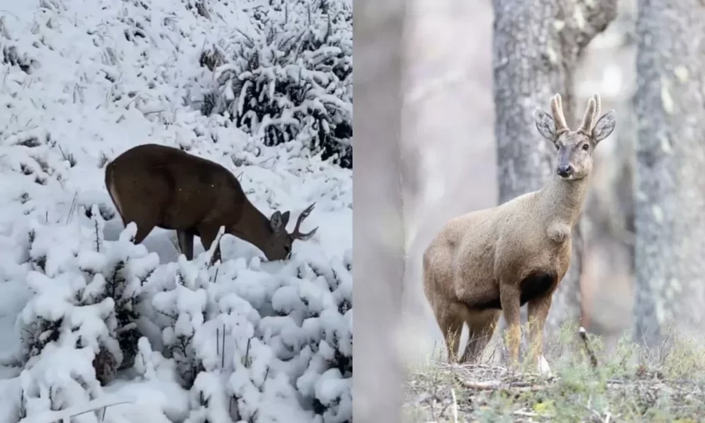 Graban a tierno huemul caminando por la nieve en las cercanías del parque Cerro Castillo