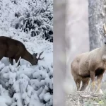 Graban a huemul caminando por la nieve en las cercanías del parque Cerro Castillo