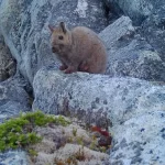 Investigación amplía rango de distribución de la vizcacha austral en Chile